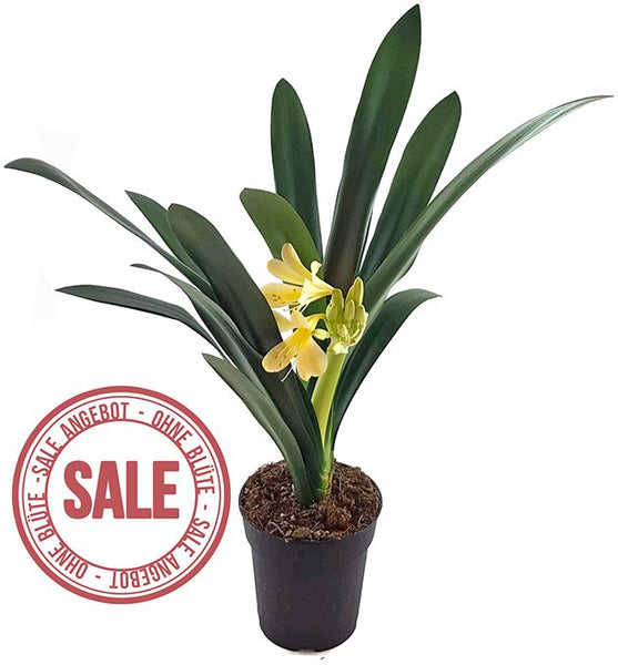 klivie zimmerpflanze Clivia Hybride Gelb - gelbe Klivie