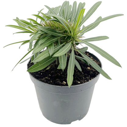 Pachypodium lamerei &