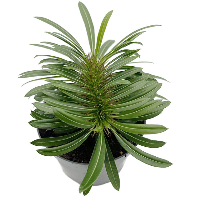 Pachypodium lamerei &
