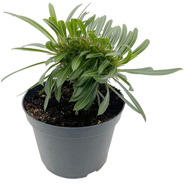 Pachypodium lamerei &