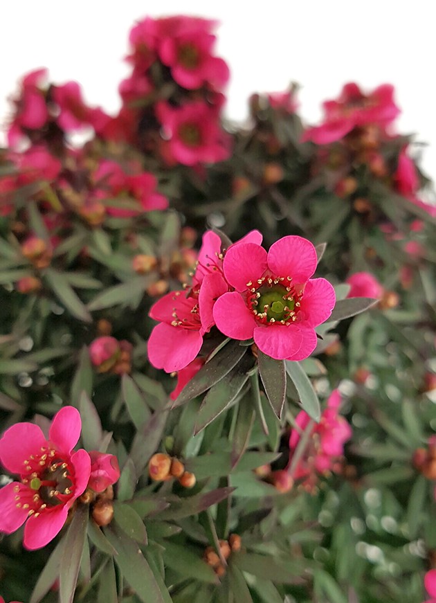 Leptospermum scoparium - Südseemyrte