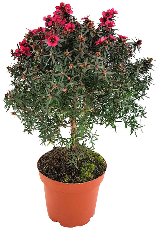 Leptospermum scoparium - Südseemyrte