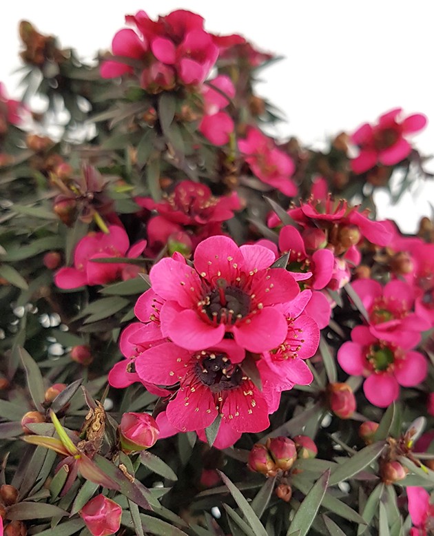 Leptospermum scoparium - Südseemyrte