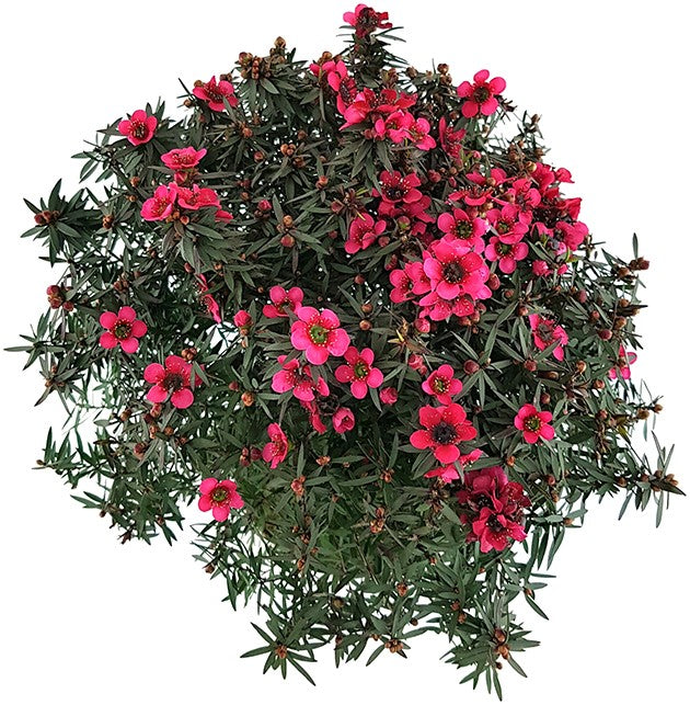 Leptospermum scoparium - Südseemyrte