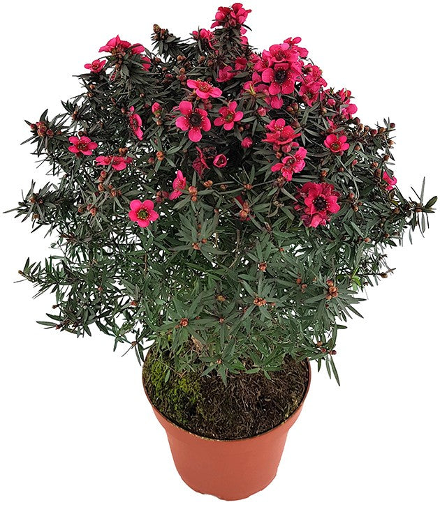 Leptospermum scoparium - Südseemyrte