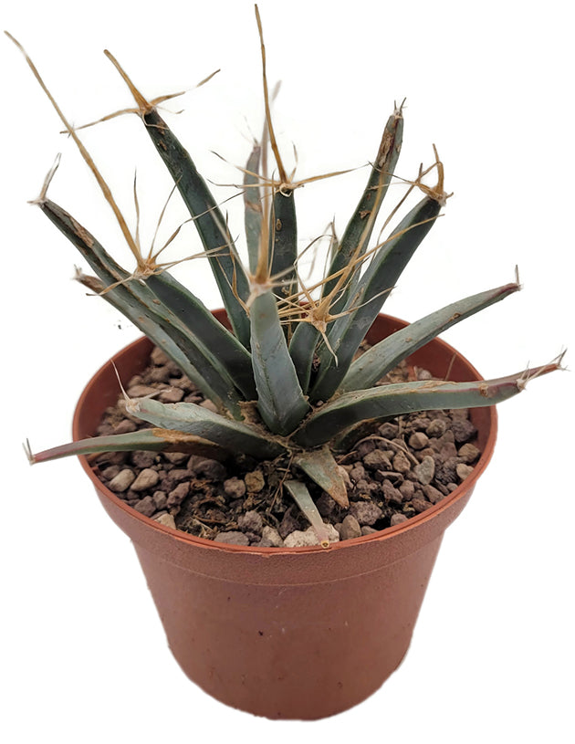 Leuchtenbergia principis - Agavenkaktus