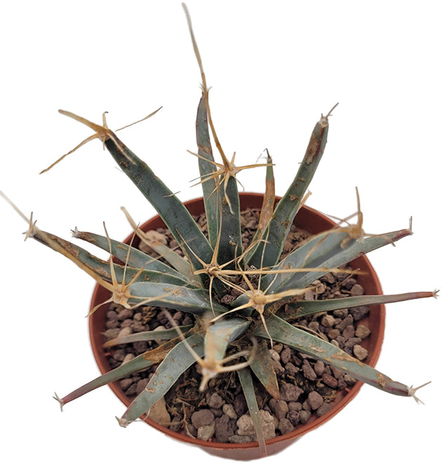 Leuchtenbergia principis - Agavenkaktus