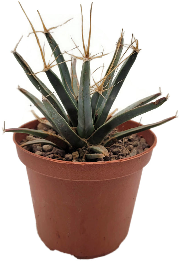 Leuchtenbergia principis - Agavenkaktus