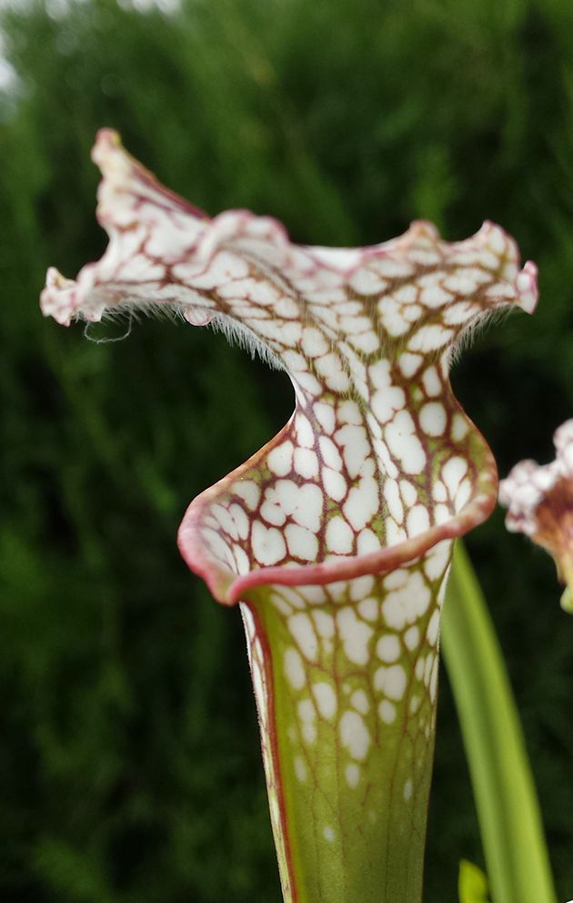 Sarracenia Leucophylla