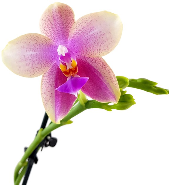 Phalaenopsis Liodoro - Duftorchidee