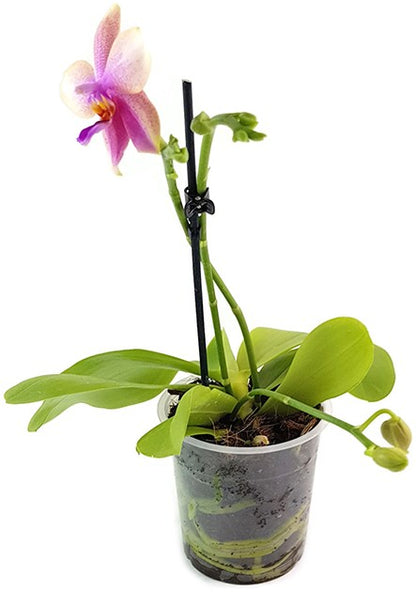 Phalaenopsis Liodoro - Duftorchidee