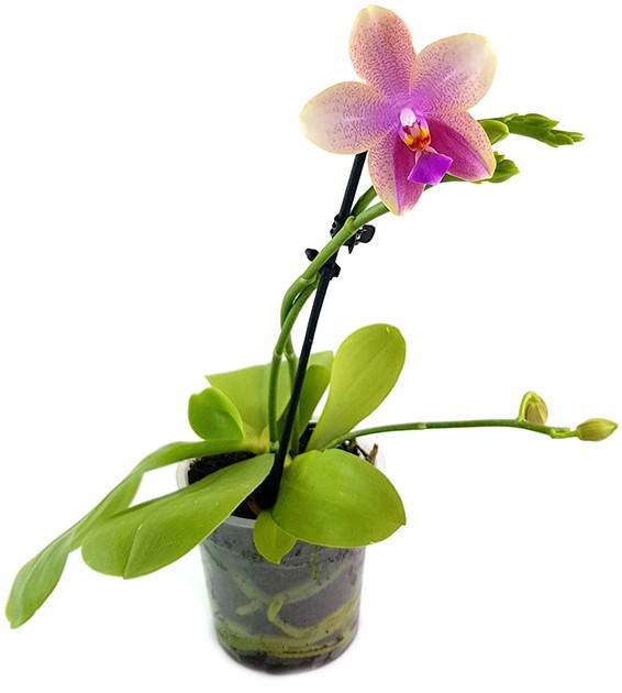 Phalaenopsis Liodoro - Duftorchidee