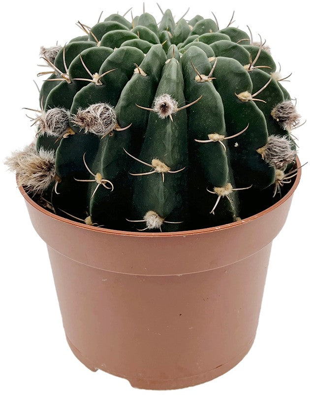 Echinopsis cardenasiana - rosafarbene Blüten