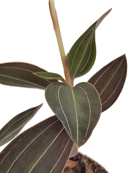 Ludisia discolor - Blattschmuck Orchidee