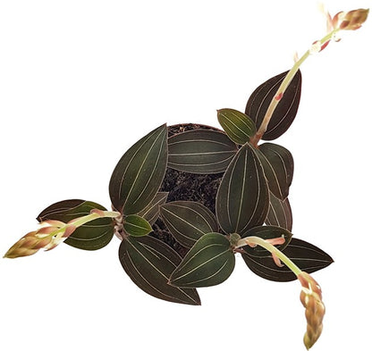 Ludisia discolor - Blattschmuck Orchidee