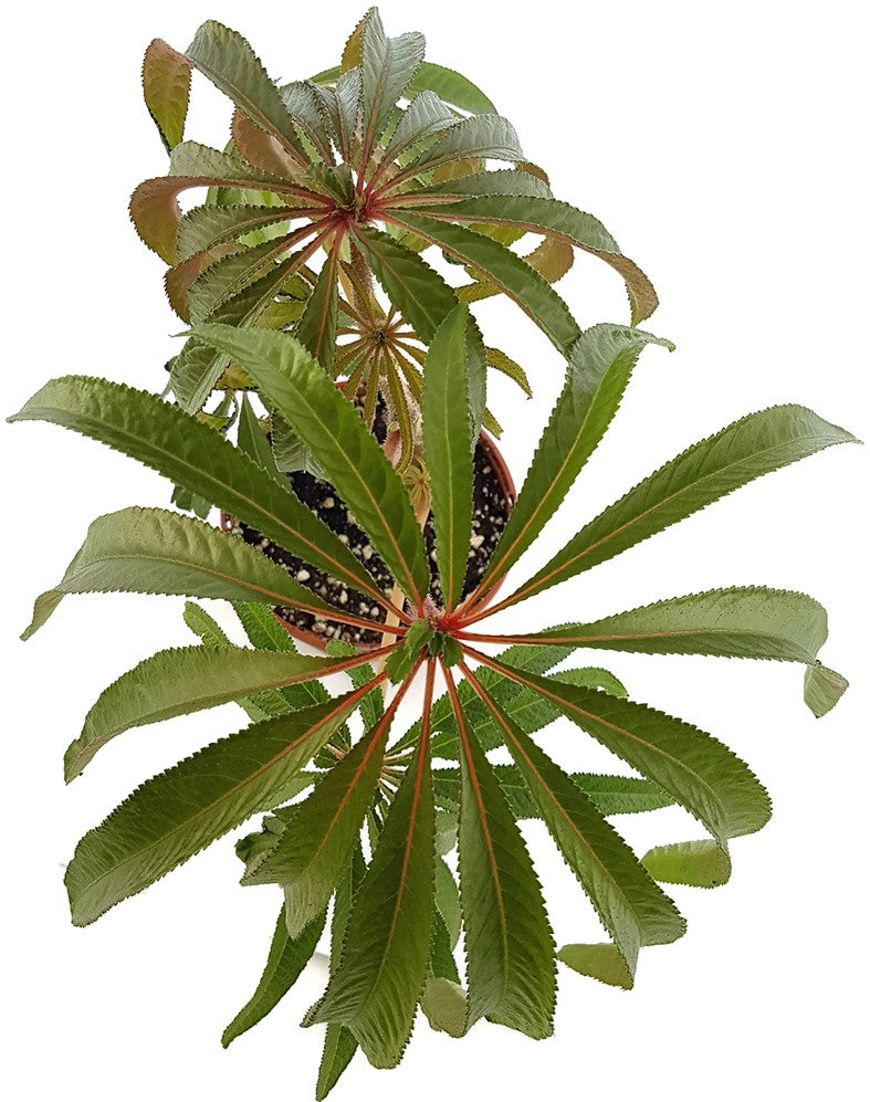 Begonia luxurians - Palmblättrige Begonie