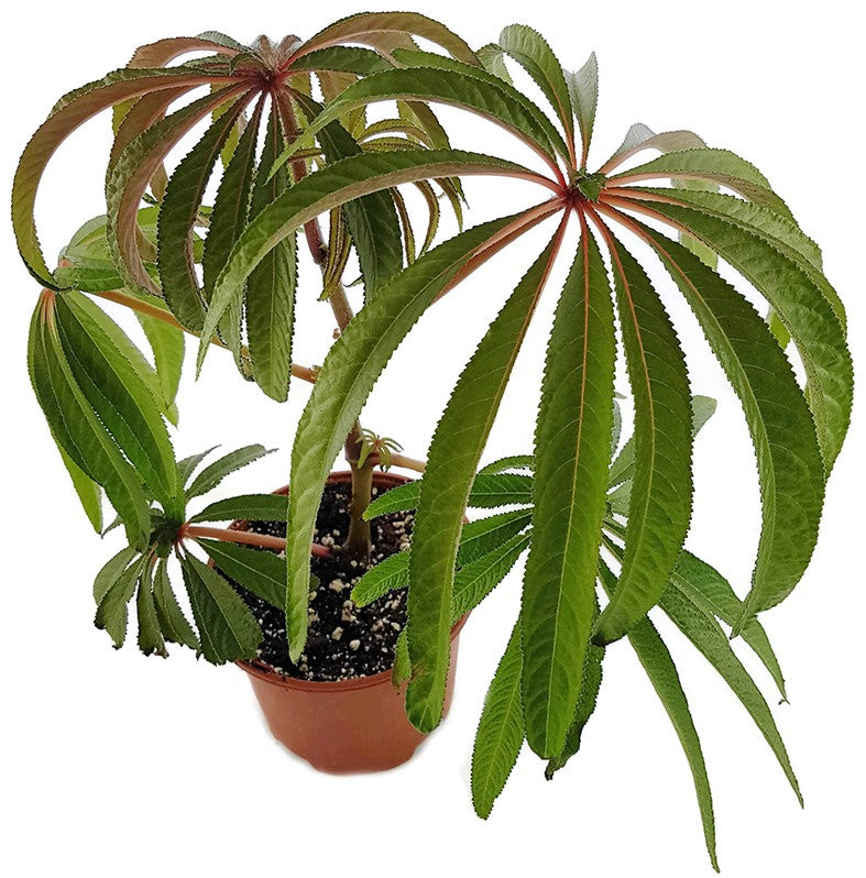 Begonia luxurians - Palmblättrige Begonie