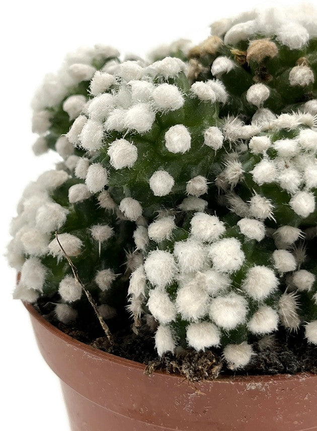 Mammillaria gracilis albata - Schneekappe