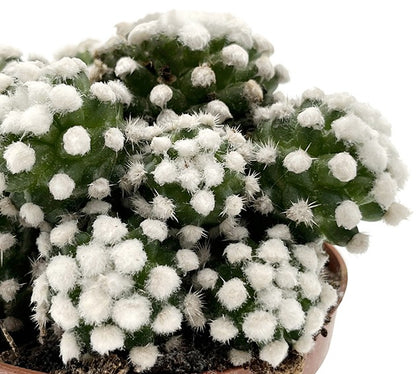 Mammillaria gracilis albata - Schneekappe