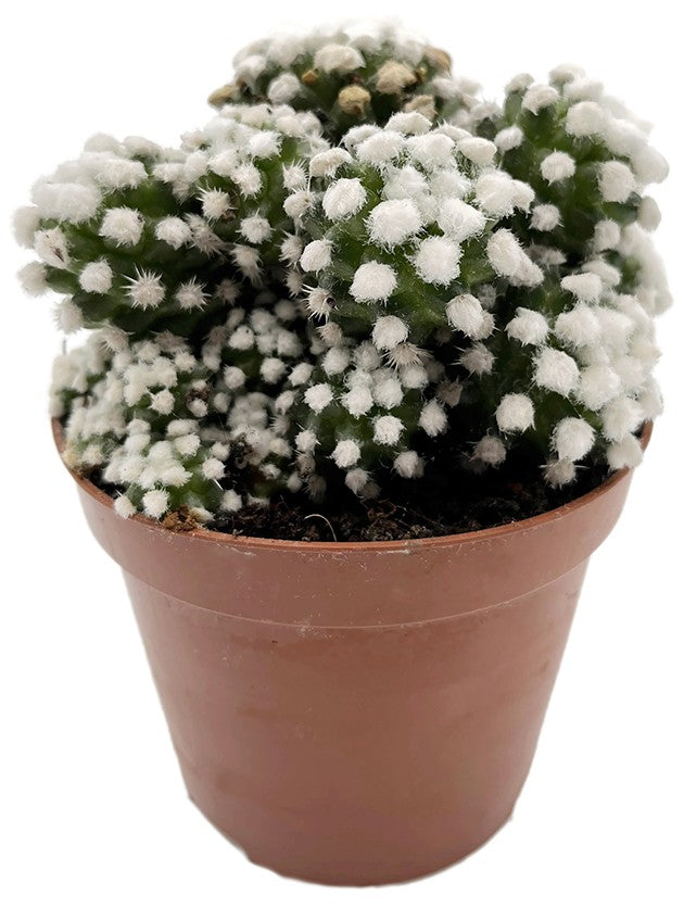 Mammillaria gracilis albata - Schneekappe