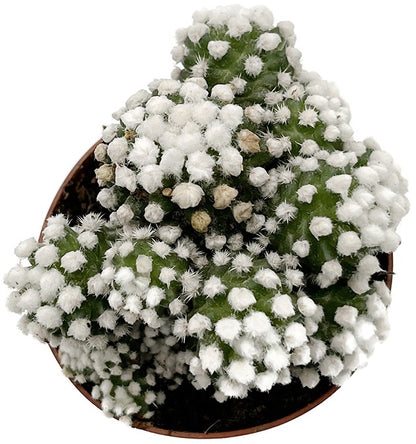 Mammillaria gracilis albata - Schneekappe