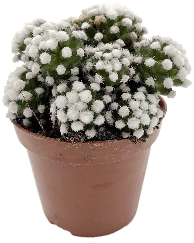 Mammillaria gracilis albata - Schneekappe