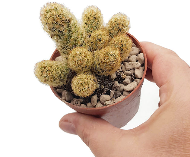 Mammillaria elongata Lemon - Kaktus