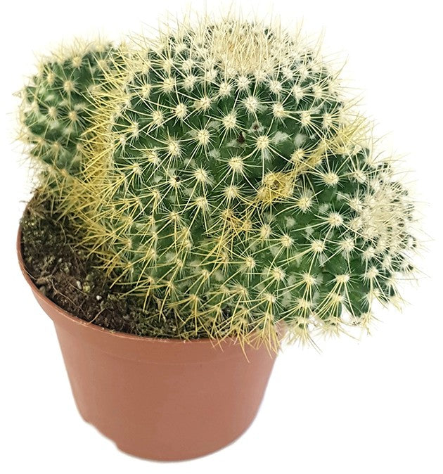 Mammillaria pringlei - Warzenkaktus