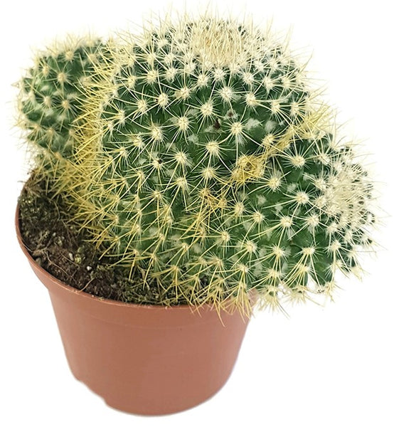 Mammillaria pringlei
