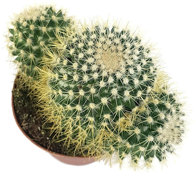 Mammillaria pringlei - Warzenkaktus