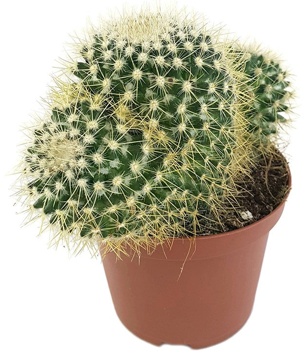 Mammillaria pringlei - Warzenkaktus