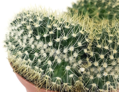 Mammillaria pringlei cristata - Warzenkaktus