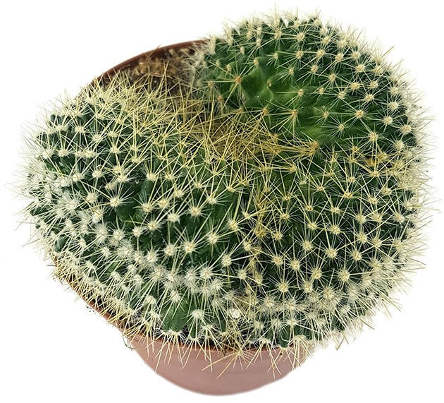 Mammillaria pringlei cristata - Warzenkaktus