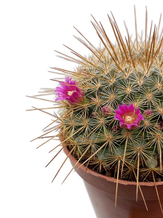 Mammillaria ‘Ginsa Maru’ - blühfreudiger Kaktus