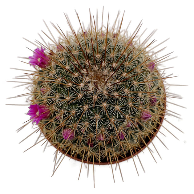 Mammillaria ‘Ginsa Maru’ - blühfreudiger Kaktus