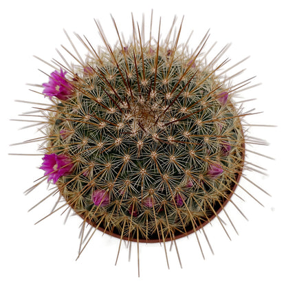 Mammillaria ‘Ginsa Maru’ - blühfreudiger Kaktus
