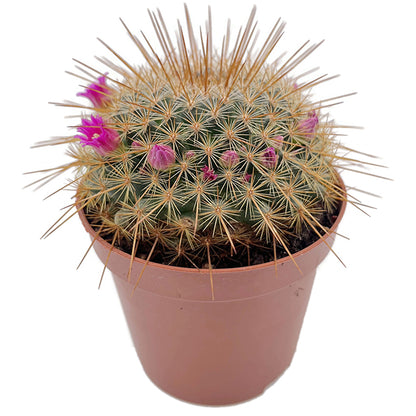 Mammillaria ‘Ginsa Maru’ - blühfreudiger Kaktus