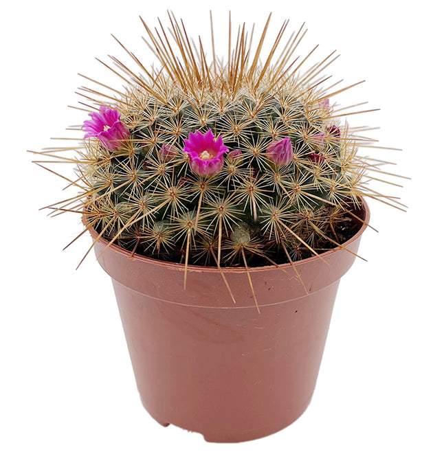 Mammillaria ‘Ginsa Maru’ - blühfreudiger Kaktus