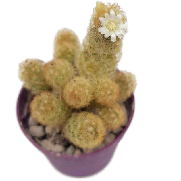 Mammillaria elongata Lemon - Kaktus