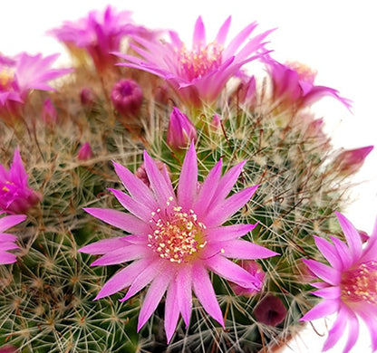 Mammillaria zeilmanniana - blühfreudiger Kaktus