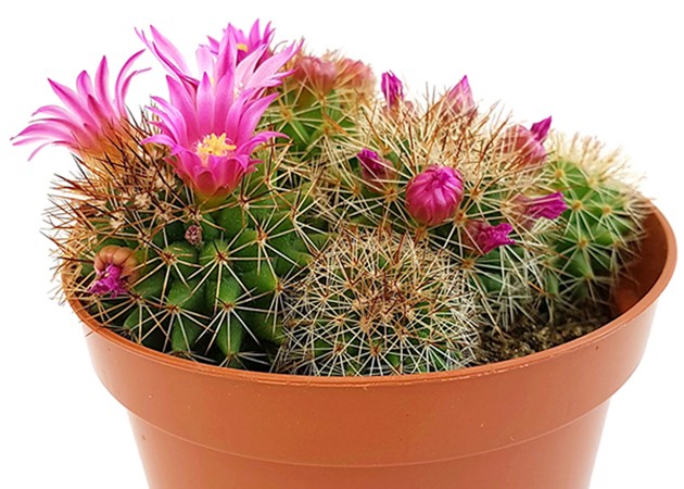 Mammillaria zeilmanniana - blühfreudiger Kaktus