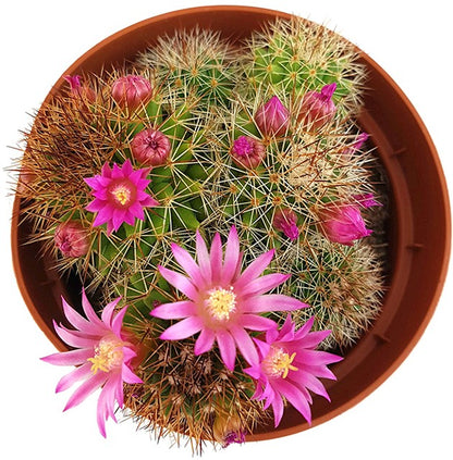 Mammillaria zeilmanniana - blühfreudiger Kaktus