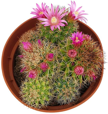 Mammillaria zeilmanniana - blühfreudiger Kaktus