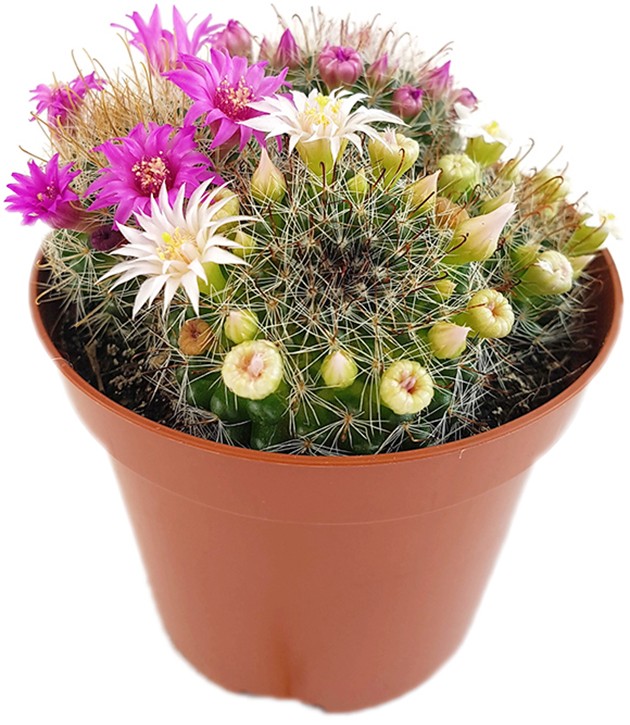 Mammillaria zeilmanniana - blühfreudiger Kaktus