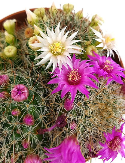 Mammillaria zeilmanniana - blühfreudiger Kaktus