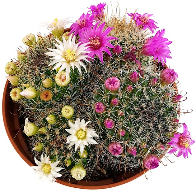 Mammillaria zeilmanniana - blühfreudiger Kaktus