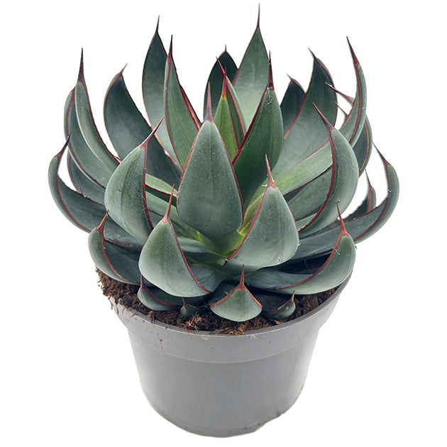 Mangave &quot;Praying Hands&quot; - Sukkulente