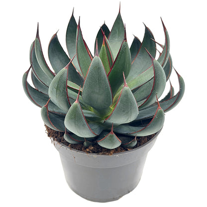 Mangave &quot;Praying Hands&quot; - Sukkulente