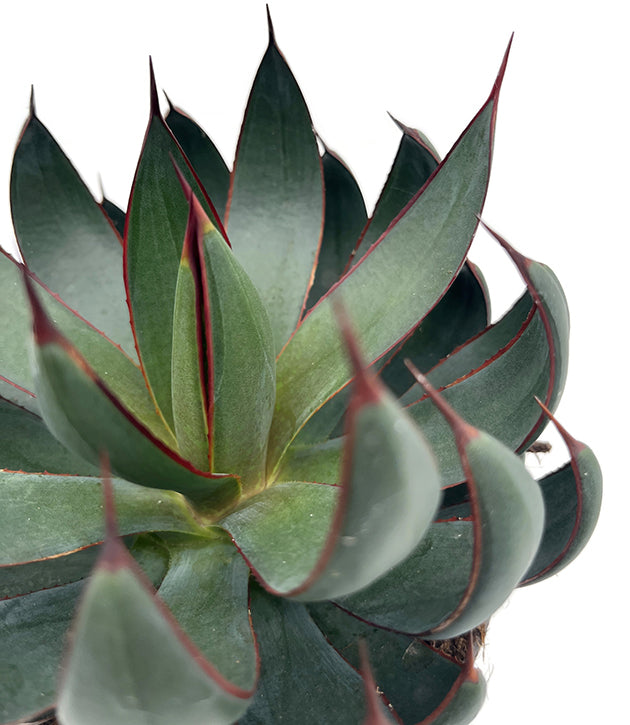 Mangave &quot;Praying Hands&quot; - Sukkulente