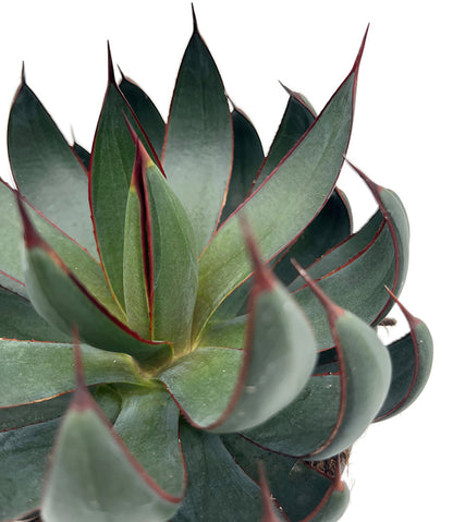 Mangave &quot;Praying Hands&quot; - Sukkulente